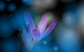 光晕花卉flash动画素材